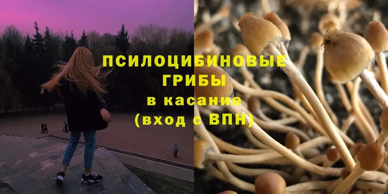 где купить наркотик  Безенчук  Галлюциногенные грибы Psilocybine cubensis 